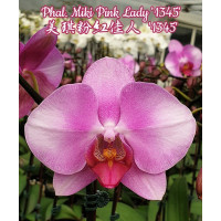 Phal. Miki Pink Lady 1345