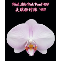 Phal. Miki Pink Pearl 169