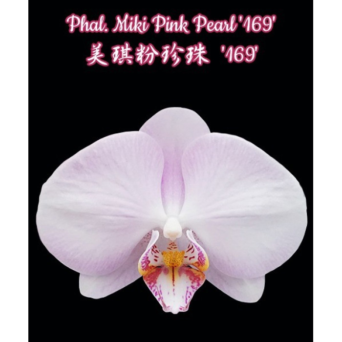 Фаленопсис Мики Пинк Пёрл 169 (Miki Pink Pearl 169)