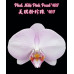 Фаленопсис Мікі Пінк Перл 169 (Miki Pink Pearl 169)