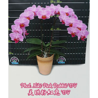 Phal. Miki Pink Rabbit 174