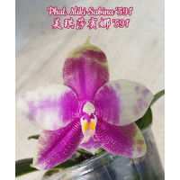 Phal. Miki Sabina 591