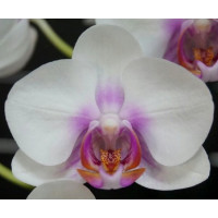 Phal. Miki Smile 1337
