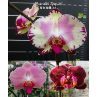 Phal. Miki Tipsy 86