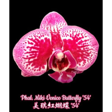 Phal. Miki Venice Butterfly 54