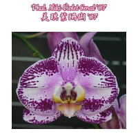 Phal. Miki Violet Coral 07