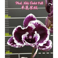 Phal. Miki Violet Frill
