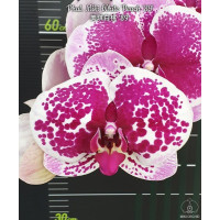 Phal. Miki White Peach 89