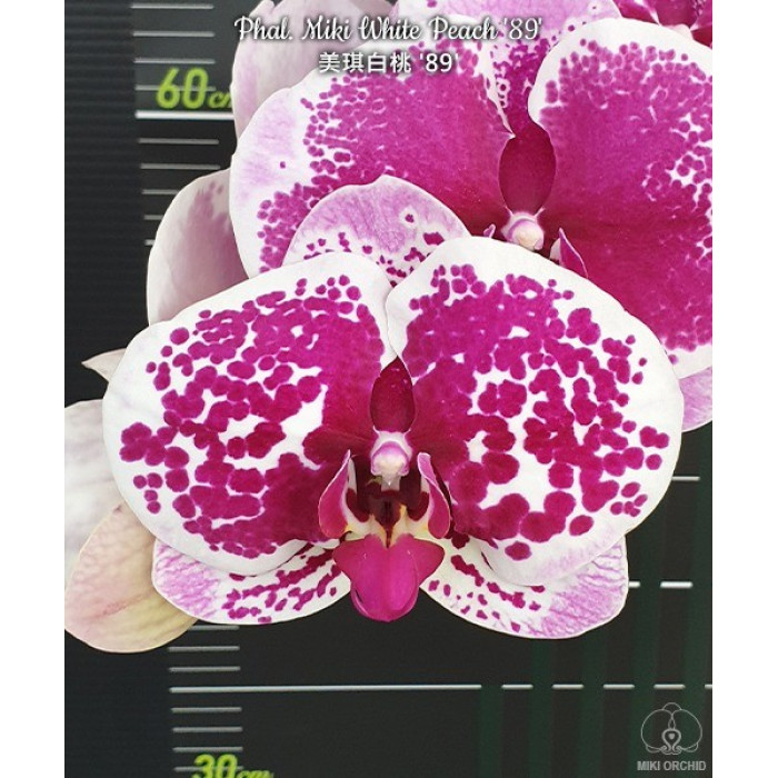 Фаленопсис Мікі Вайт Піч 89 (Miki White Peach 89)