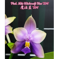 Phal. Miki Witchcraft Blue 294