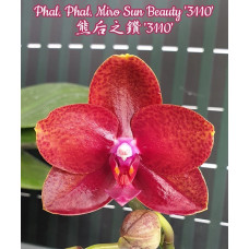 Phal. Miro Sun Beauty 3110