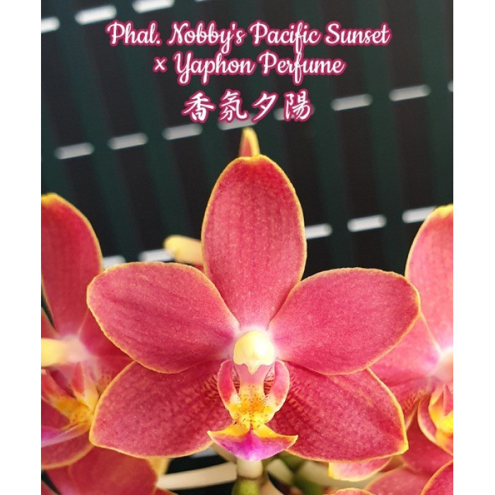 Фаленопсис (Nobbys Pacific Sunset × Yaphon Perfume)