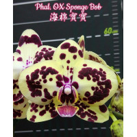 Phal. OX Sponge Bob