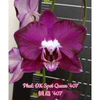 Phal. OX Spot Queen 407