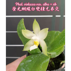 Phal. Penang Violacea var. alba × sib