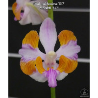 Phal. Pulcherrima 617
