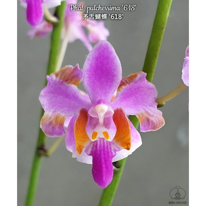 Фаленопсис Пульчеріма 618 (Pulcherrima 618)