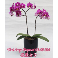 Phal. Sogo Elegance 96-23-791