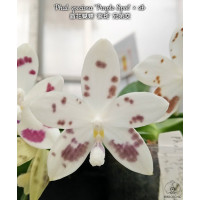 Phal. Speciosa Purple Spot × sib