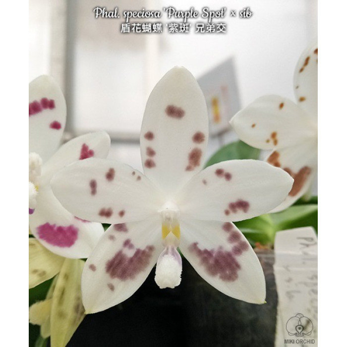 Фаленопсис (Speciosa Purple Spot × sib)