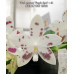 Фаленопсис (Speciosa Purple Spot × sib)