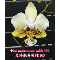 Phal. Stuartiana var. Nobilis 915 1,7