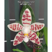 Phal. Sumatrana 3250 Phal. Sumatrana 3250