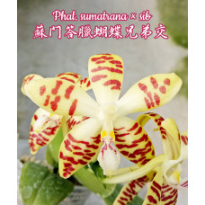 Phal. Sumatrana × sib