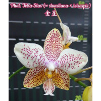 Phal. Tetra Star (Stuartiana × Tetraspis)