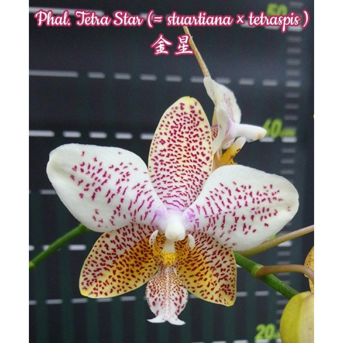 Фаленопсис (Tetra Star (Stuartiana × Tetraspis))