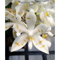 Phal. Tetraspis Mr. Huang