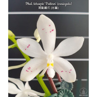 Phal. Tetraspis Pattern