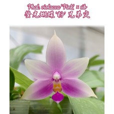 Phal. Violacea Pink × sib