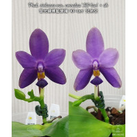Phal. Violacea var. coerulea KF-lan × sib