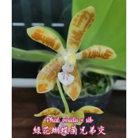 Phal. Viridis × sib