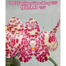 Phal. YangYang Gigan Cherry 614