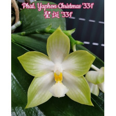 Phal. Yaphon Christmas 331