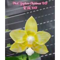 Phal. Yaphon Christmas 613