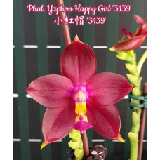 Phal. Yaphon Happy Girl 3139