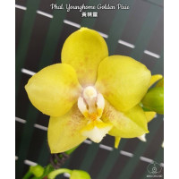 Phal. Younghome Golden Pixie