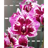 Phal. Younghome Summer метелик
