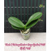 Фаленопсис ((Pinlong Cheris × Sogo Yenlin) 415)