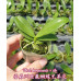 Фаленопсис (Borneensis × sib)
