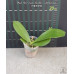 Фаленопсис (Hos Green Marble × Amboinensis)