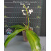 Фаленопсис Тетраспис Патерн (Tetraspis Pattern)