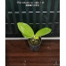 Фаленопсис (Tetraspis coffee × sib)
