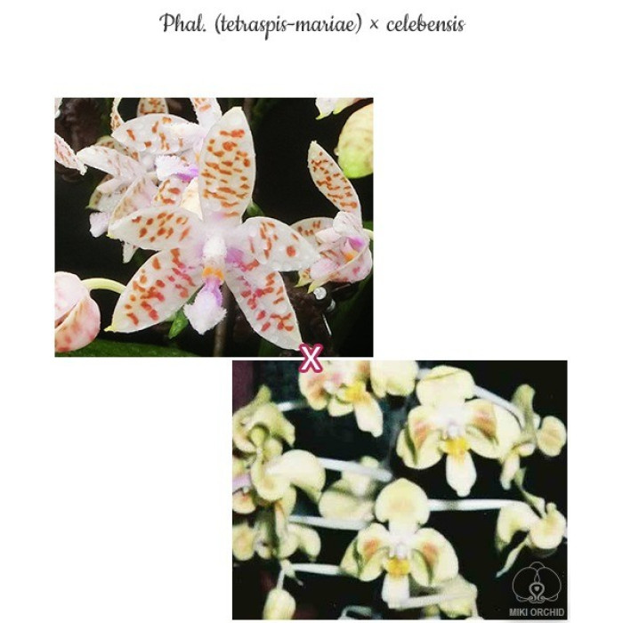 Фаленопсис ((Tetraspis × Mariae) × Celebensis)
