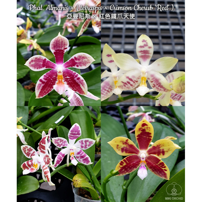 Фаленопсис (Almanis × (Tetraspis × Crimson Cherub Red))