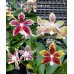 Фаленопсис (Almanis × (Tetraspis × Crimson Cherub Red))