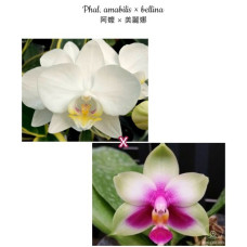 Phal. Amabilis × Bellina